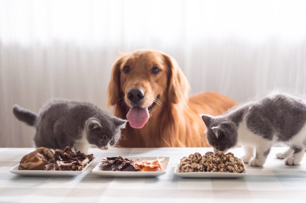 Dog and 2 cats with their foods