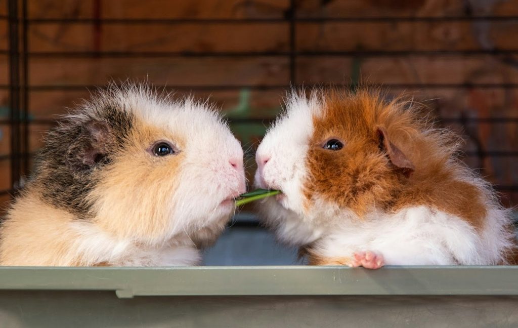 a group of guinea pigs